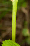 Smallspike false nettle